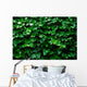 Horizontal Ivy