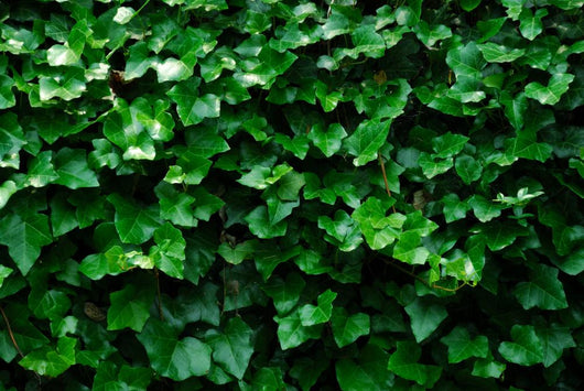 Horizontal Ivy