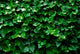 Horizontal Ivy