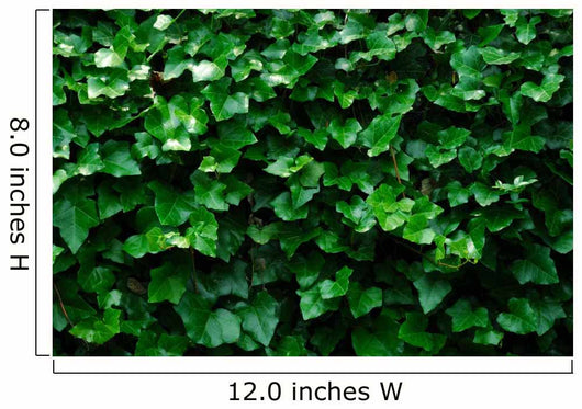 Horizontal Ivy