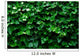 Horizontal Ivy