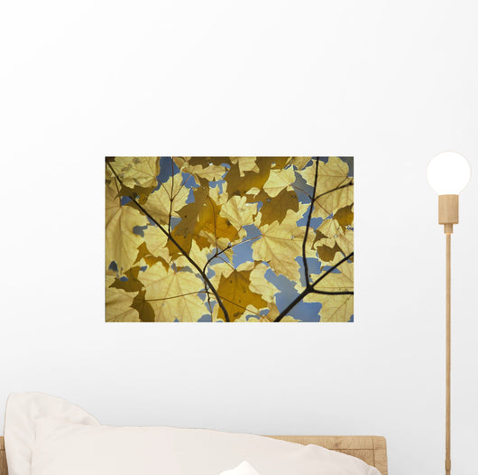 Yellow Fall Leaves Wall Mural