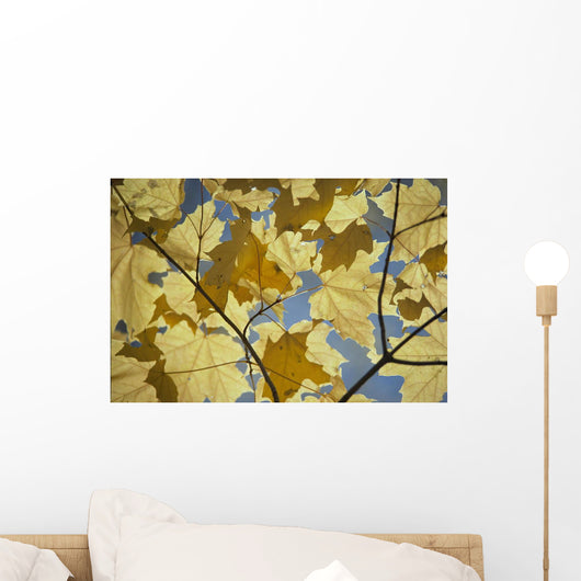 Yellow Fall Leaves Wall Mural