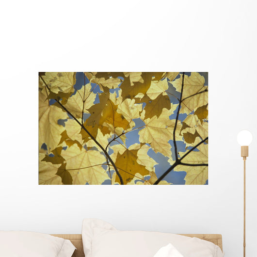 Yellow Fall Leaves Wall Mural