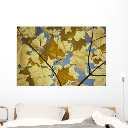 Yellow Fall Leaves Wall Mural