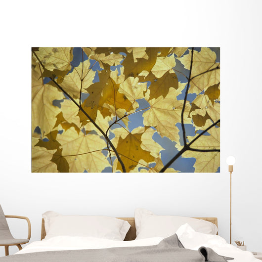 Yellow Fall Leaves Wall Mural