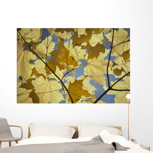 Yellow Fall Leaves Wall Mural