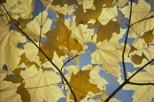 Yellow Fall Leaves Wall Mural