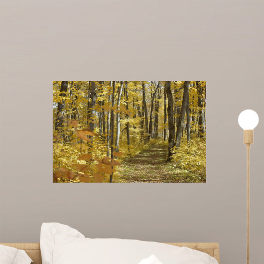 Yellow Fall Forest Path Wall Mural