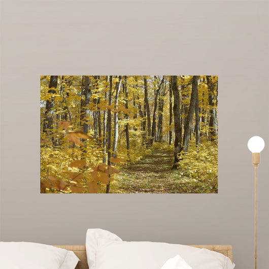 Yellow Fall Forest Path Wall Mural