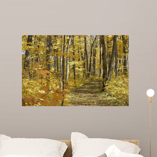 Yellow Fall Forest Path Wall Mural