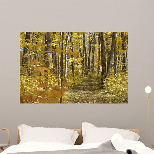 Yellow Fall Forest Path Wall Mural
