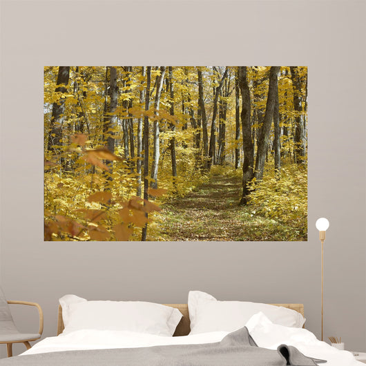 Yellow Fall Forest Path Wall Mural