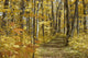 Yellow Fall Forest Path Wall Mural