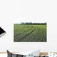 Field Crops Wall Decal