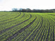Field Crops Wall Decal