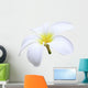 isolated white Plumeria Wall Decal