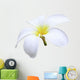 isolated white Plumeria Wall Decal