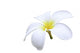 isolated white Plumeria Wall Decal
