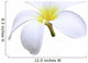 isolated white Plumeria Wall Decal