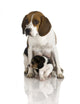 Beagle Dog Wall Decal