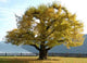 Lebensbaum Wall Decal