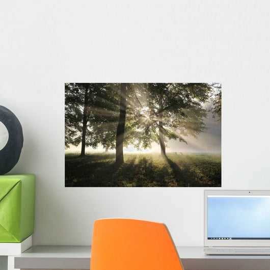 Misty Forest Morning Early Wall Decal