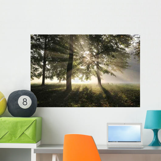 Misty Forest Morning Early Wall Decal