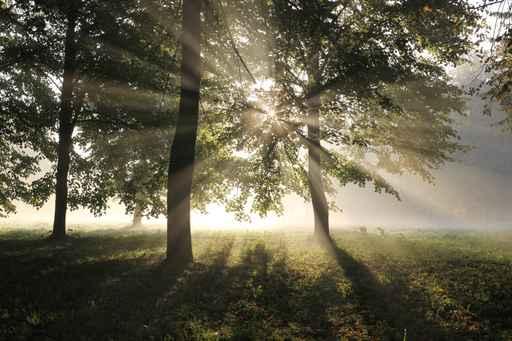Misty Forest Morning Early Wall Decal