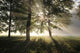 Misty Forest Morning Early Wall Decal