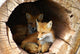 Twin Fox Hidden in a Hollow Log Wall Mural