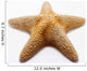 starfish Wall Mural