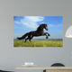 Beautiful Black Horse Playing on the Field Wall Mural
