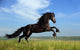Beautiful Black Horse Playing on the Field Wall Mural