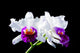 Cattleya Wall Mural