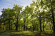 Grove Summer Wall Decal