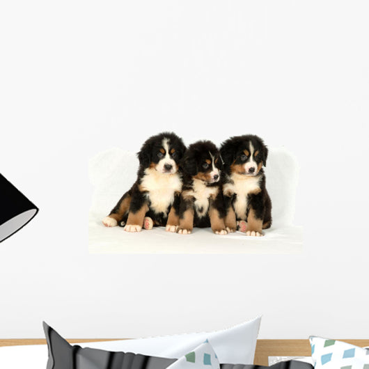 Bernese mountain 40 days Wall Decal
