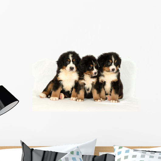 Bernese mountain 40 days Wall Decal
