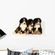 Bernese mountain 40 days Wall Decal