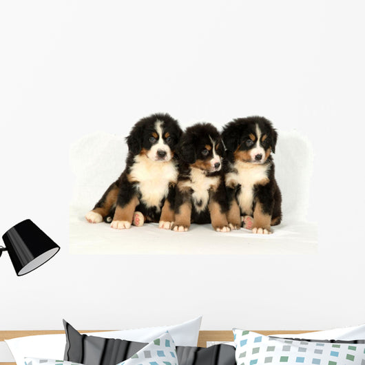 Bernese mountain 40 days Wall Decal