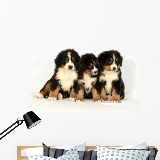 Bernese mountain 40 days Wall Decal