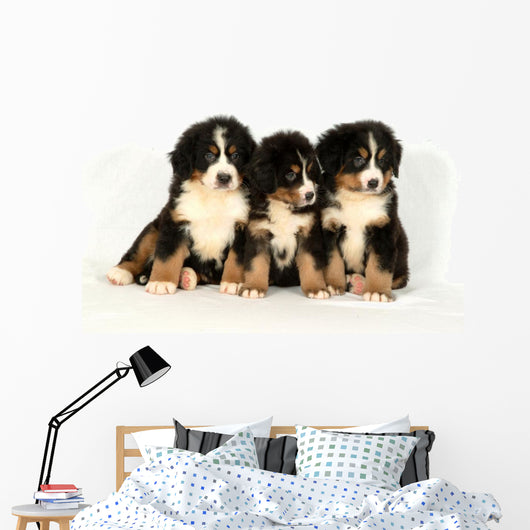 Bernese mountain 40 days Wall Decal