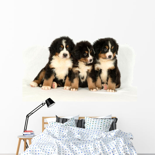 Bernese mountain 40 days Wall Decal
