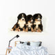 Bernese mountain 40 days Wall Decal