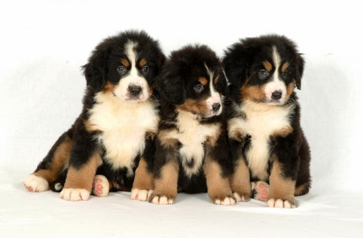 Bernese mountain 40 days Wall Decal