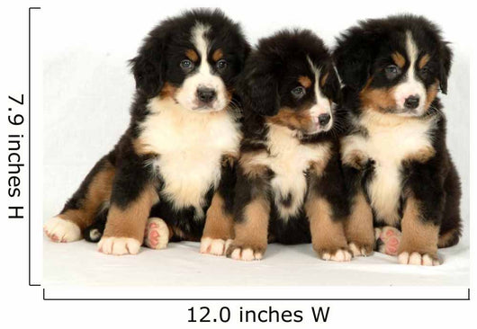 Bernese mountain 40 days Wall Decal