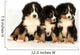Bernese mountain 40 days Wall Decal
