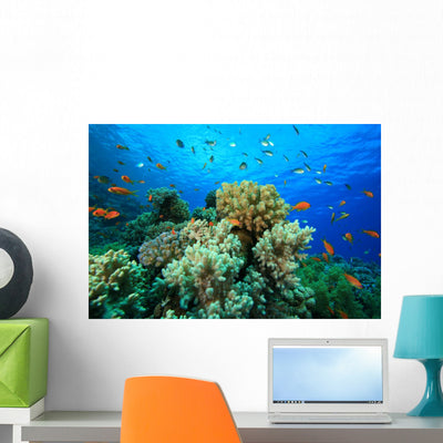 Tropical Coral Reef Fish Wall Mural shown on a wall