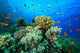 Tropical Coral Reef and Fish Wall Mural