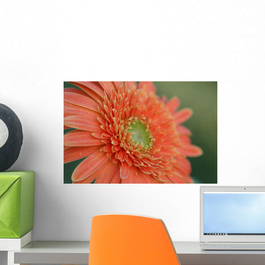 Gerber Daisy Wall Mural